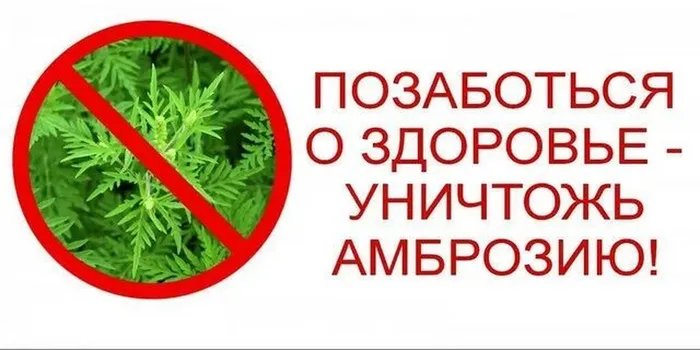 амброзия